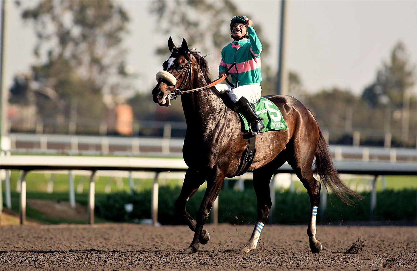 Zenyatta Sets Eyes On Breeder's Cup 2010 Win
