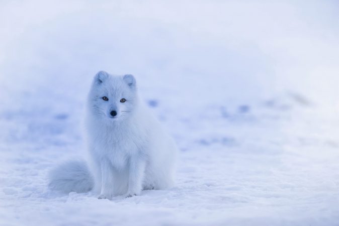 Arctic Fox, Iceland